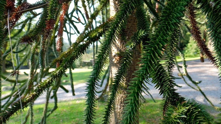 Spiky leaves of the Monkey Puzzle Tree in the grounds at Wray